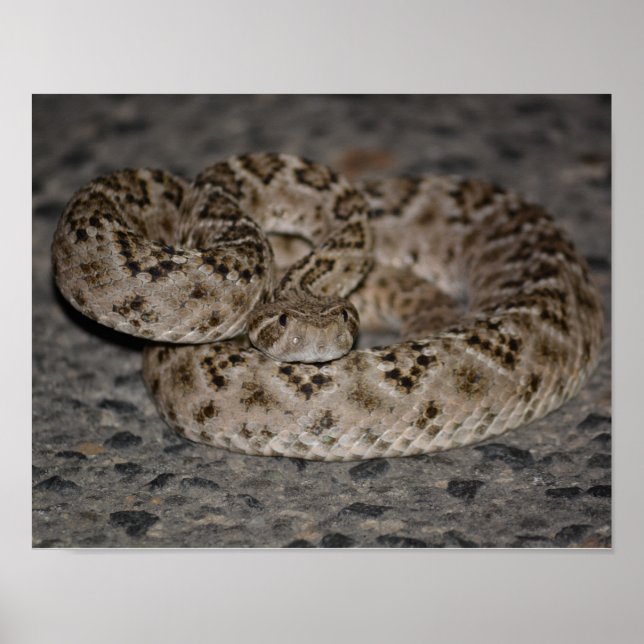 Western Diamondback Rattlesnake Poster (Front)