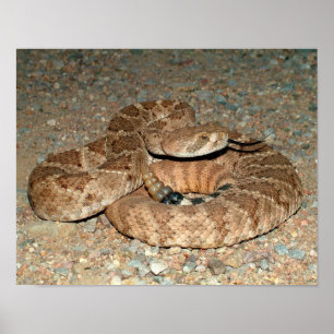 Western Diamondback Rattlesnake Poster