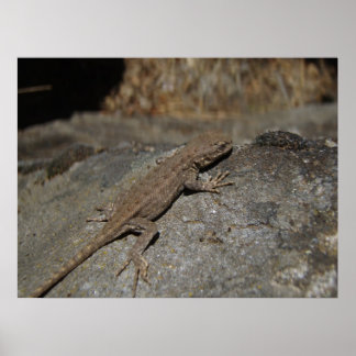 Western Fence Lizard Poster