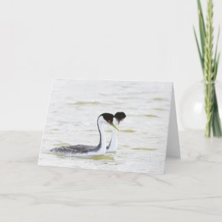 Western Grebe courtship Card