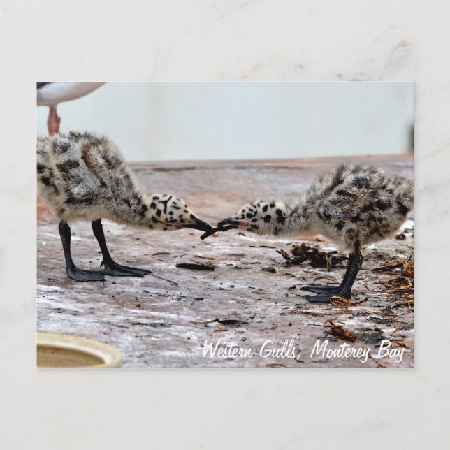 Western Gull Chicks Postcard (Front)