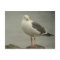Western Gull Postcard