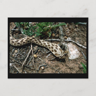 Western Hognose Snake Postcard