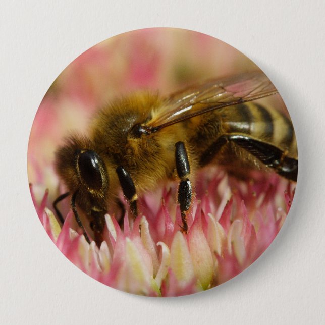 Western Honey Bee Macro 4 Inch Round Button (Front)