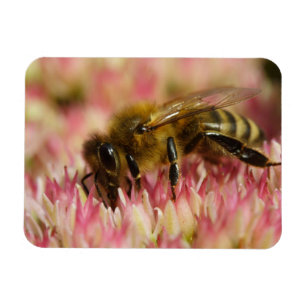 Western Honey Bee Macro Magnet