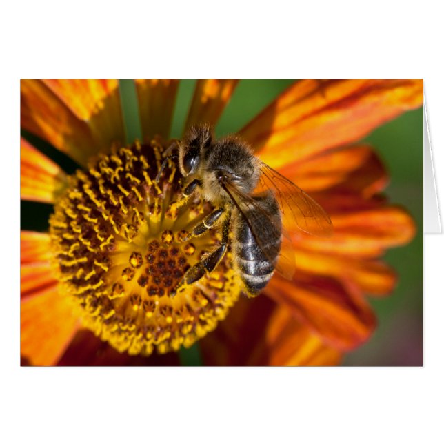 Western Honey Bee Macro Photo (Front Horizontal)
