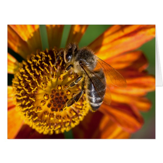 Western Honey Bee Macro photo (Devant horizontal)