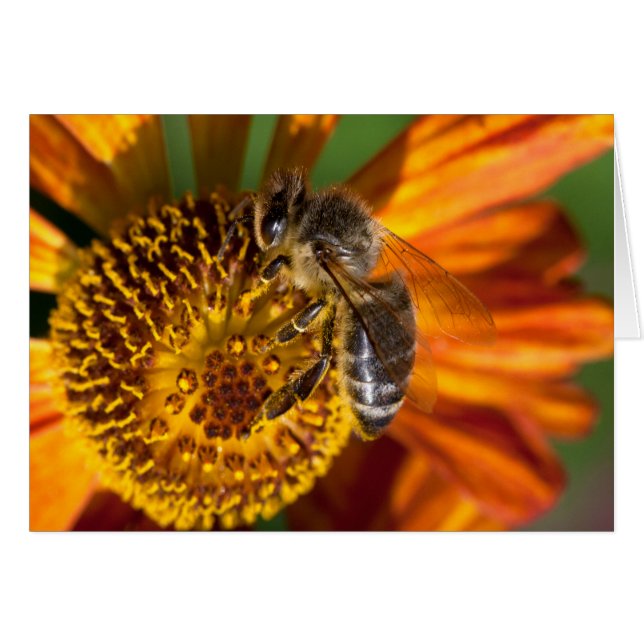 Western Honey Bee Macro Photo (Front Horizontal)