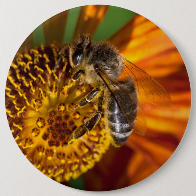 Western Honey Bee Macro Photo 6 Inch Round Button (Front)