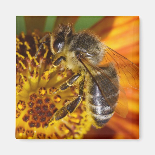 Western Honey Bee Macro Photo Magnet (Front)