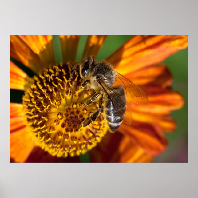 Western Honey Bee Macro Photo Poster (Front)