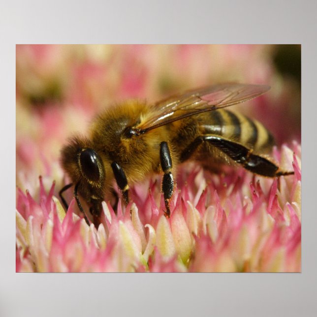 Western Honey Bee Macro Poster (Front)
