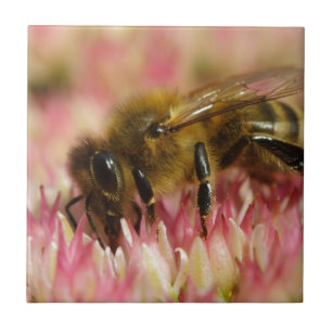 Western Honey Bee Macro Tile