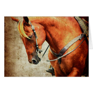 Western Horse