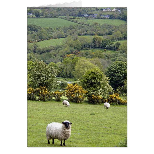 Western Ireland, Dingle Peninsula, broad (Front)