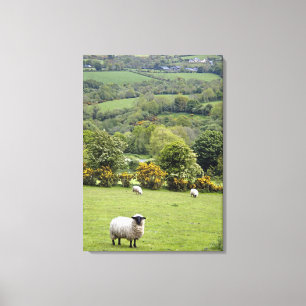 Western Ireland, Dingle Peninsula, broad Canvas Print