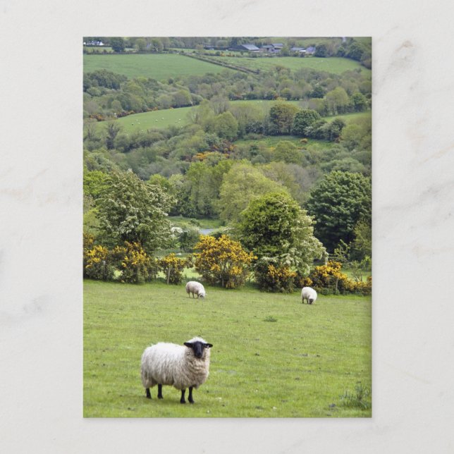 Western Ireland, Dingle Peninsula, broad Postcard (Front)