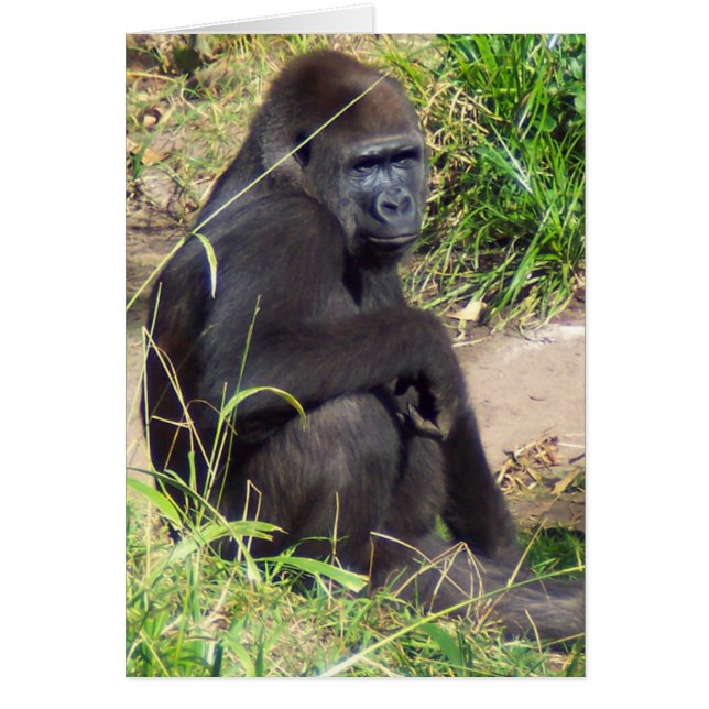 Western Lowland Gorilla (Front)
