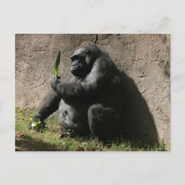 Western Lowland Gorilla Postcard (Front)