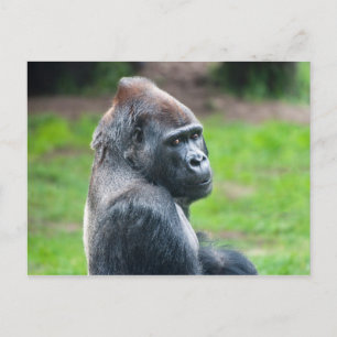 Western Lowland Gorilla Postcard