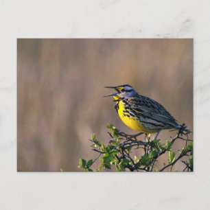 Western meadowlark postcard