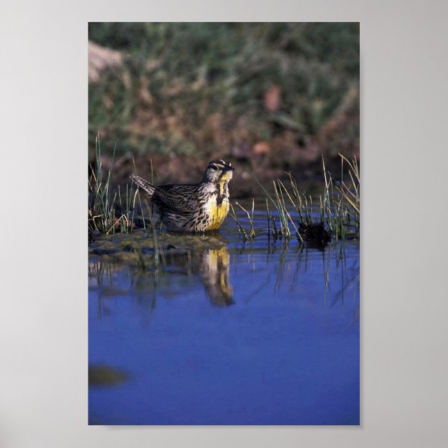 Western Meadowlark Poster (Front)