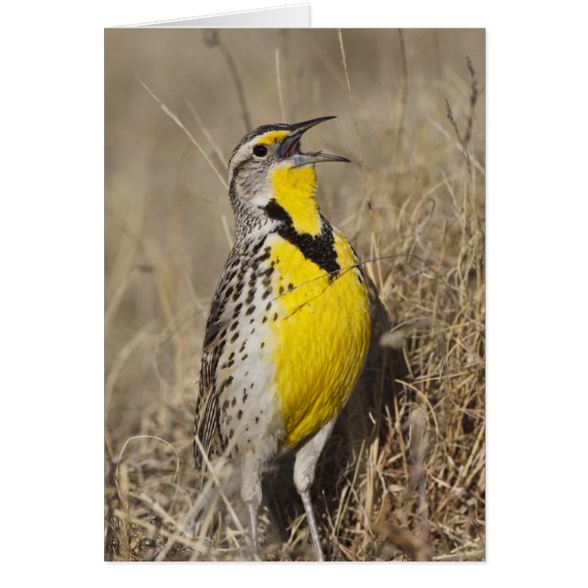 Western Meadowlark (Strunella neglecta) (Front)