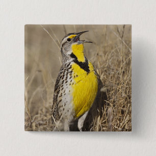 Western Meadowlark (Strunella neglecta) 2 Inch Square Button