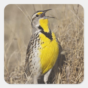 Western Meadowlark (Strunella neglecta) Square Sticker