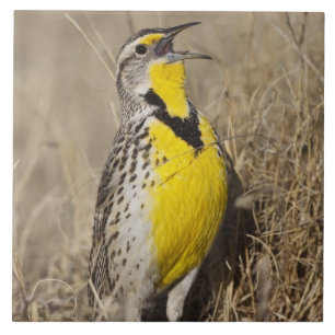 Western Meadowlark (Strunella neglecta) Tile