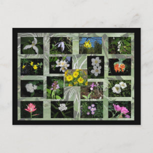 Western Montana Wildflowers Postcard