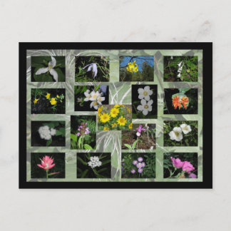 Western Montana Wildflowers Postcard