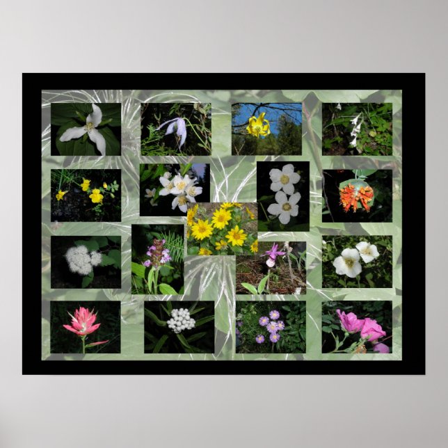 Western Montana Wildflowers Print (Front)