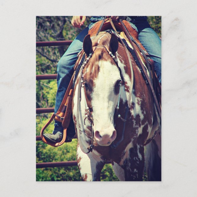 Western Paint Horse Postcard (Front)