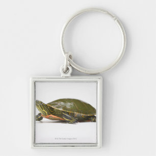 Western painted turtle (Chrysemys picta bellii), Keychain