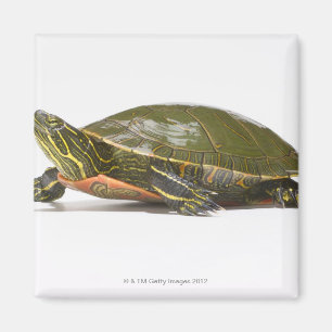 Western painted turtle (Chrysemys picta bellii), Magnet