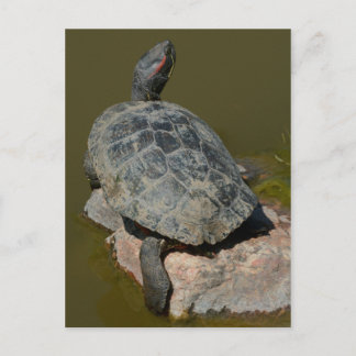Western Painted Turtle Postcard