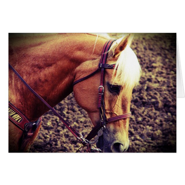 Western Palomino (Front Horizontal)
