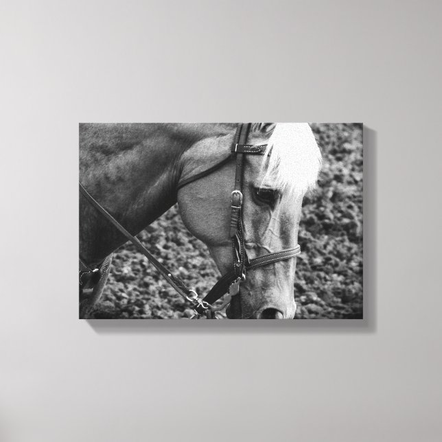 Western Palomino Horse in Sepia Canvas Print (Front)