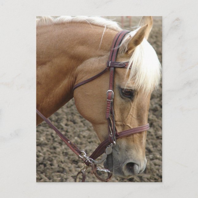 Western  Palomino Postcard (Front)