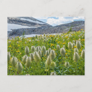 Western Pasqueflower   East Kootenay Mountains Postcard