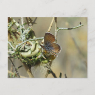 Western Pygmy Blue Butterfly Postcard