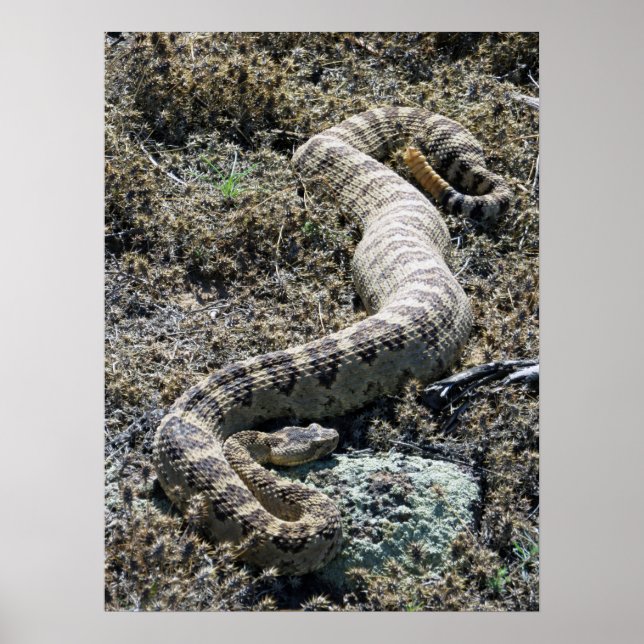 Western Rattlesnake Poster (Front)