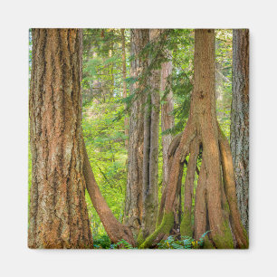 Western Red Cedar Tree Washington State Magnet