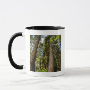Western Red Cedar Trees Mug