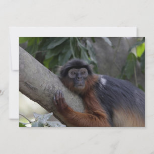 Western Red Colobus Monkey