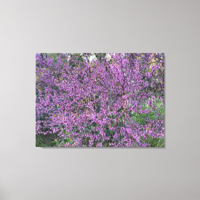 Western Redbud  Canvas Print (Front)