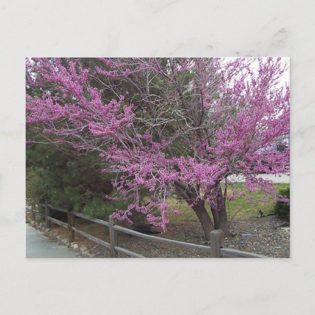 Western Redbud Postcard (Front)