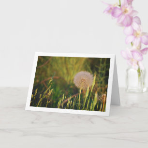 Western Salsify Plant Card