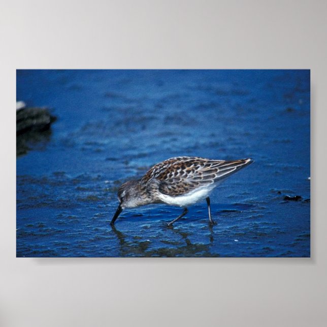 Western Sandpiper Poster (Front)